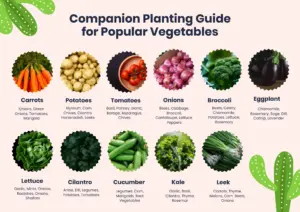 Companion Planting Chart-for-popular-vegetables-vivq3