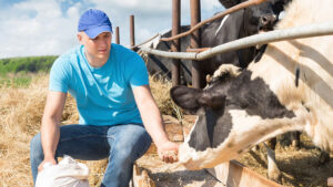 Livestock and Animal Husbandry Man feeding cows