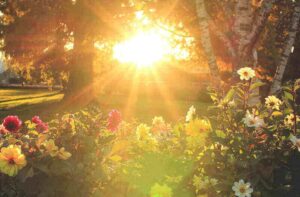 Maximizing Sunlight Sun Shining On Flowers in Garden