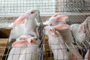 Raising Rabbits Indoors Raising Small Livestock in Apartments