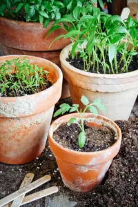 Sustainable Agriculture Container Gardening