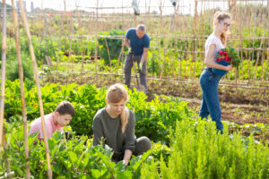 Benefits of Homesteading Family Gardening together
