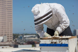 Modern Homesteading Beekeeping Beekeeper tending honeycomb in the city
