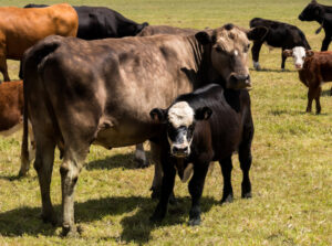 Raising Livestock Cow and Calf in Field