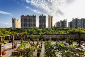 Urban Gardening amongst high rise buildings