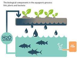 Advantages of Aquaponics in Vertical Farming Infographic Showing System