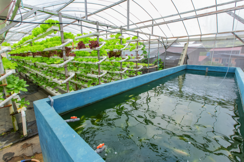 Vertical Farming Using Aquaponics