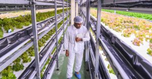 Challenges and Solutions Of Vertical Farming Man Monitoring Rack Systems with Plants Growing