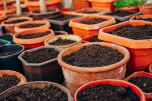 Choosing the Right Containers Pots with soil ready for seedlings