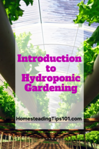 Introduction To Hydroponic Gardening