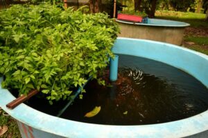 Introduction to Aquaponics Planter Pot With Aquaponics Growing