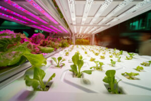 LEDs and Their Role in Growth New Plants Under LED Lighting