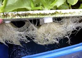 Nutrient Delivery in Aeroponic Systems Plant Roots hanging from plants in a tray