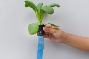 The Basics of Hydroponics Hand Holding Plant