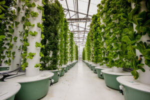 Vertical Farming using Hydroponics Towers Growing Greens