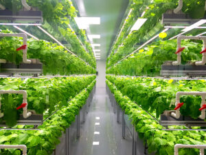 What is Vertical Farming Plants in Vertical Growing Center