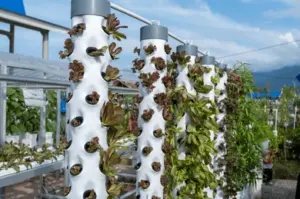 What is Vertical Farming? Towers Growing Lettuces