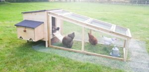 Build a Chicken Coop - Chicken in Coop 
