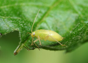 Controlling Pests and Diseases Bug on Leaf