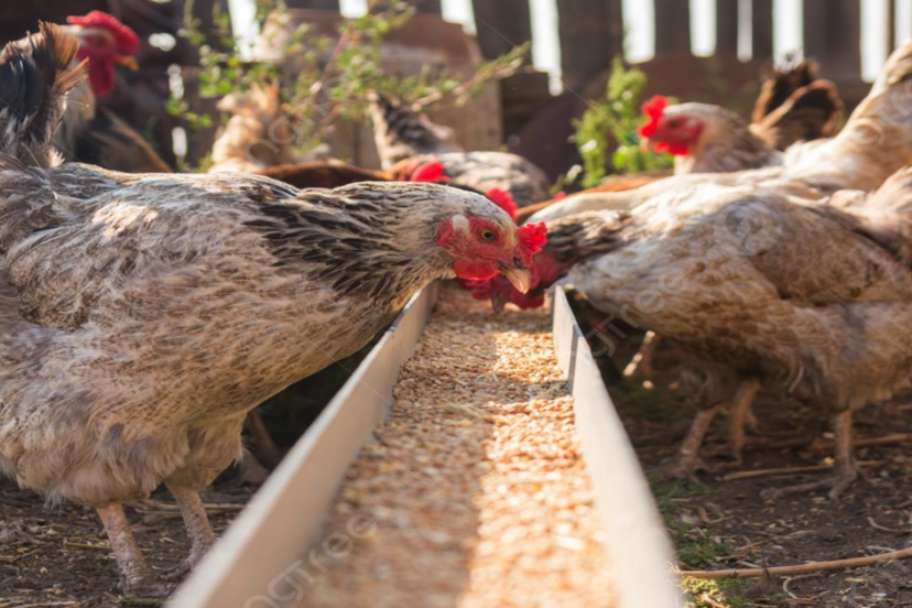 DIY Chicken Feeder with chickens feeding