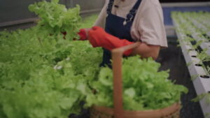 Harvesting and Enjoying Your Hydroponic Produce Woman Harvesting hydroponic lettuce