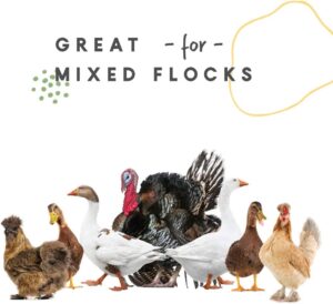 Mixed Flock Chicken Waterer