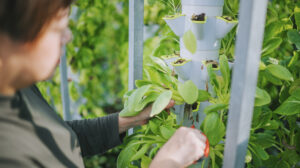What is Hydroponic Gardening? Woman pruning plants on tower garden
