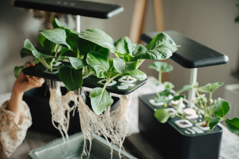 Growing Vegetables Indoors Without Soil nor Sun