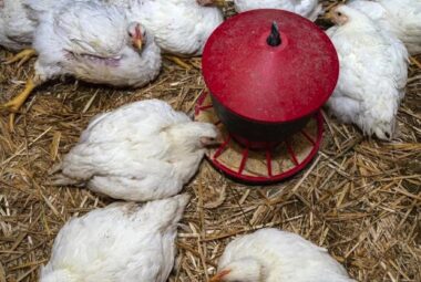Best Poultry Feeders White Chickens feeding