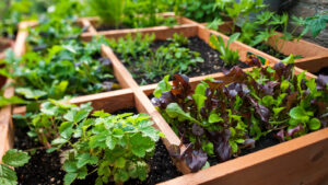 Designing Your Square Foot Garden Plants In Growing Box