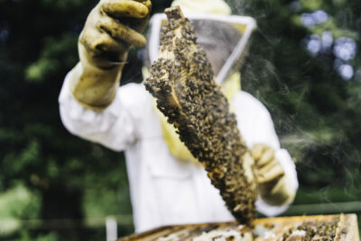 Beekeeper Tending to the hive
