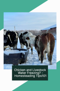 Chicken and Livestock Water Freezing?