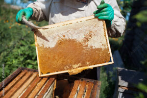 Harvesting Honey from Beekeeping
