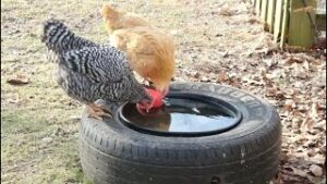 Keep Chicken and Livestock Water from Freezing Chickens drinking out of a tire system