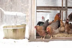 Keep Chicken and Livestock Water from Freezing Chickens leaving coop to get water