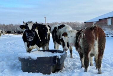 Keep Chicken and Livestock Water from Freezing Cows around a frozen bucket of water