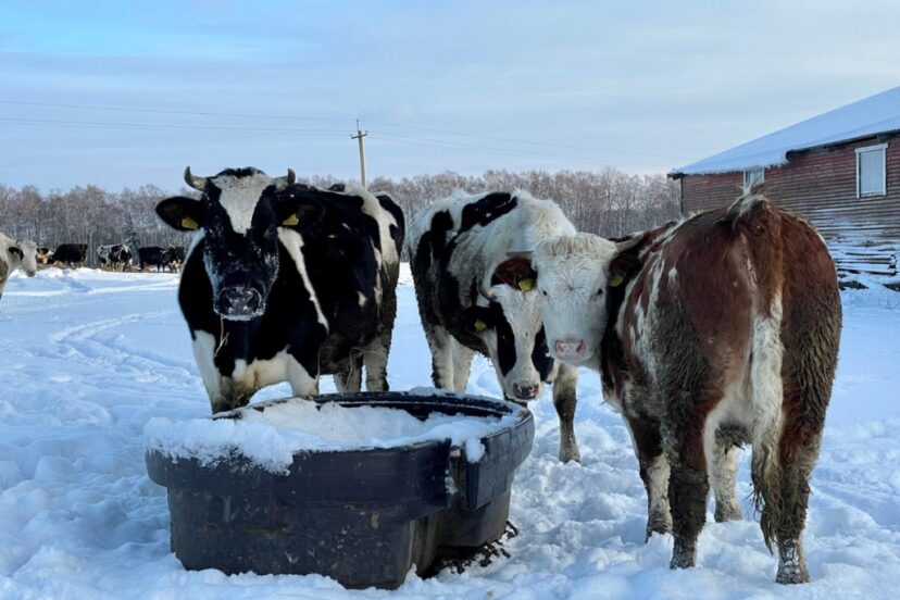 Keep Chicken and Livestock Water from Freezing Cows around a frozen bucket of water
